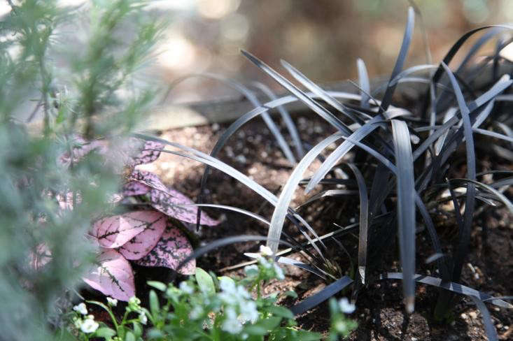 Black mondo grass plays beautifully against purple or pink foliage. Photograph by Meredith Swinehart.
